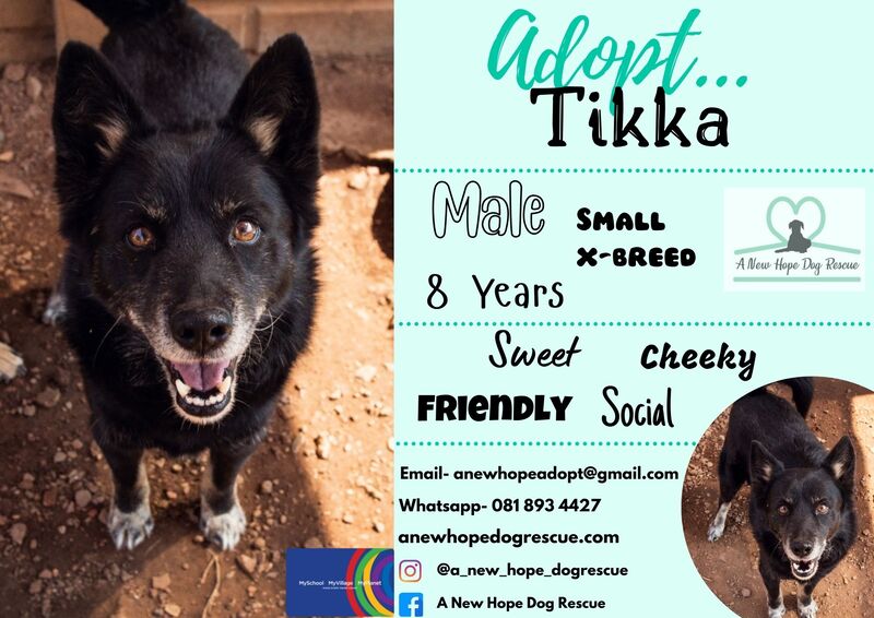 Adoptions Available - A NEW HOPE DOG RESCUE - SOUTH AFRICA